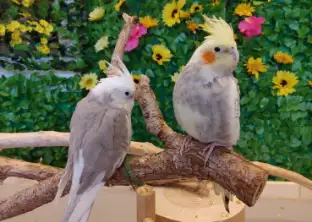 オカメインコの画像