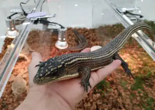 オニプレートトカゲの画像