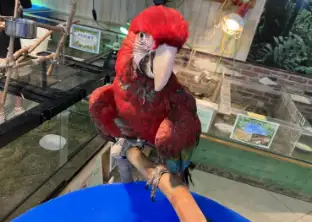 ベニコンゴウインコの画像