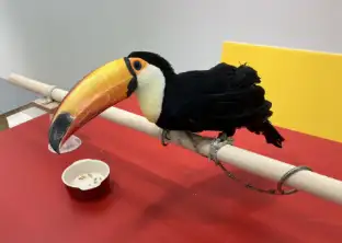 オニオオハシの画像