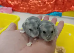 ハムスターの画像