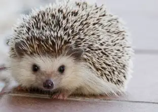 ハリネズミの画像