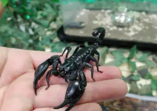 チャグリサソリの画像