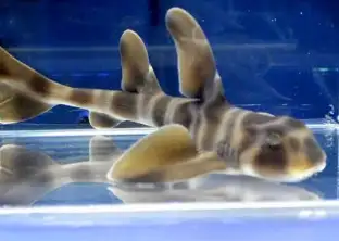 ネコザメの画像