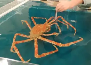 タカアシガニの画像